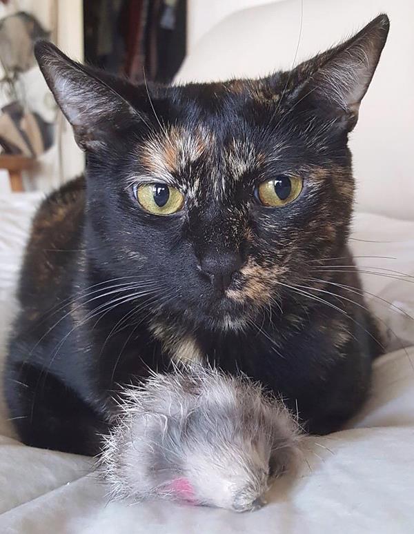 /Images/uploads/Friends of Seal Beach Animal Care Center/2022sbacc/entries/21523thumb.jpg